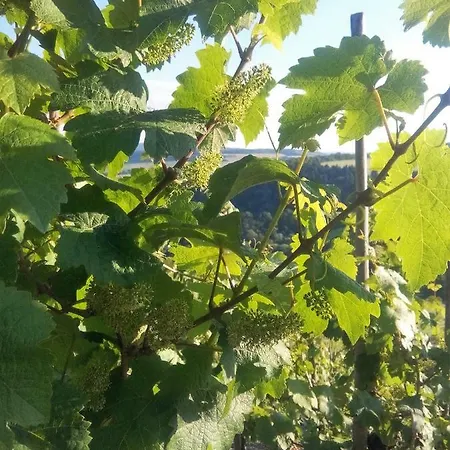 Panoramablick * ليزا