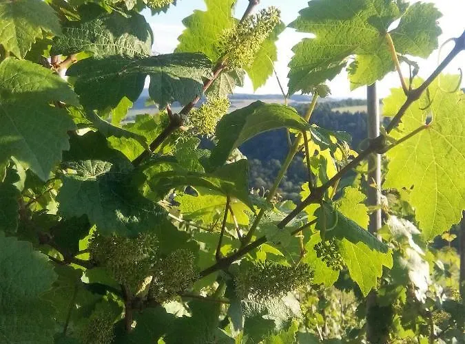 Panoramablick * Lieser